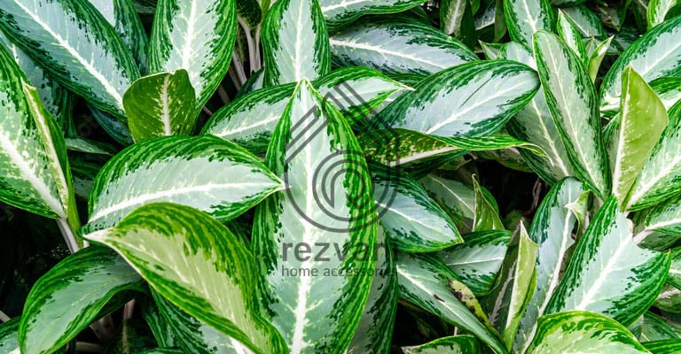 راهنمای نگهداری و پرورش گیاه آگلونما – Aglaonema