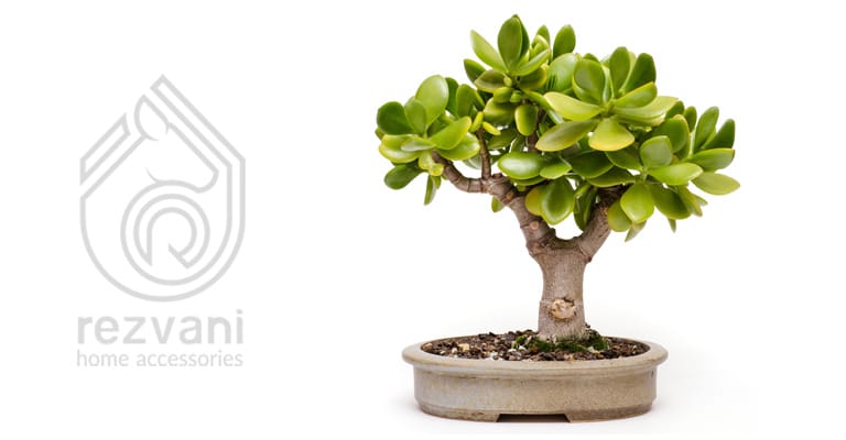 راهنمای نگهداری و پرورش گیاه کراسولا یشم – Crassula ovata