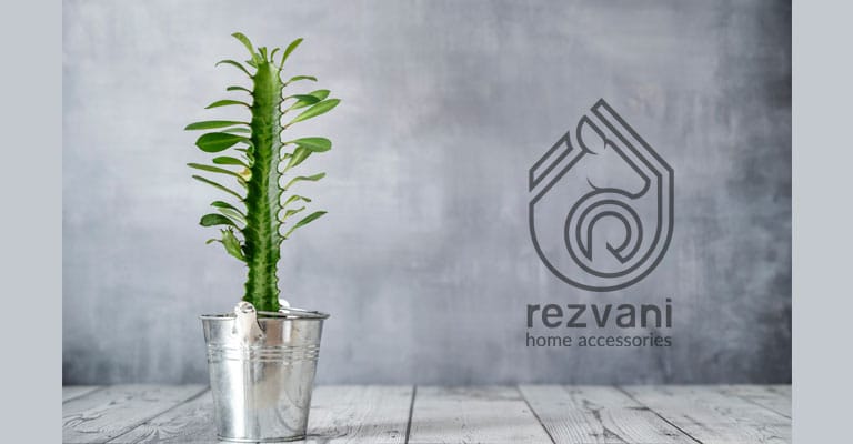 راهنمای نگهداری و پرورش گیاه افوربیا تریگونا – Euphorbia trigona