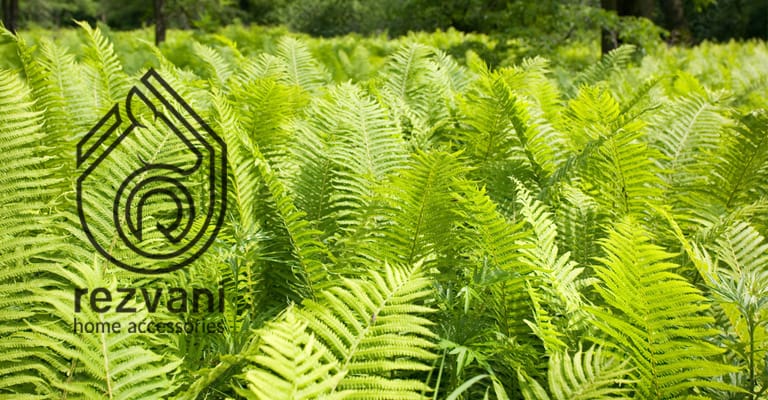 راهنمای نگهداری و پرورش گیاه سرخس – Polypodiopsida