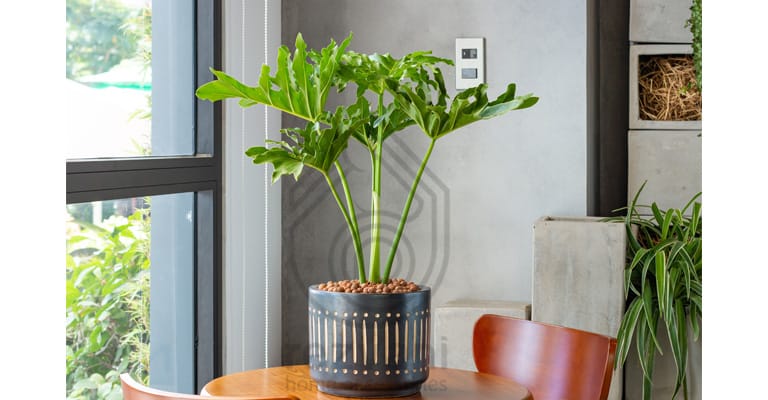 راهنمای نگهداری و پرورش گیاه برگ انجیری فر (فیلودندرون سلوم) – Philodendron Selloum