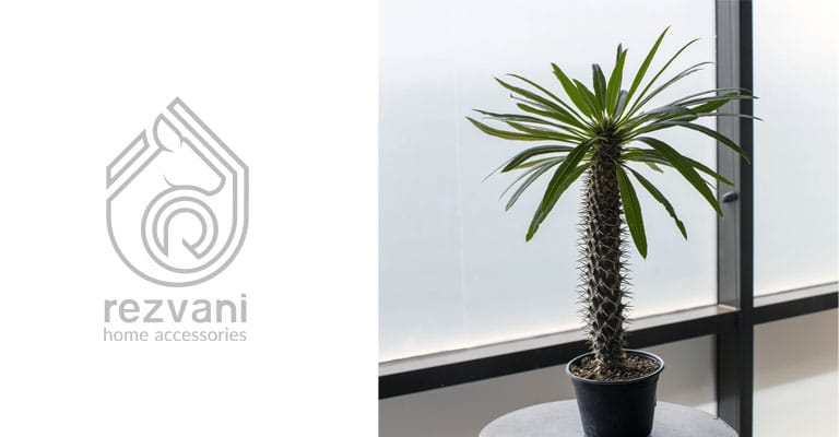 راهنمای نگهداری و پرورش گیاه ماداگاسکار – Madagascar