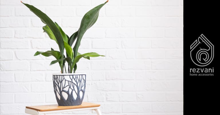 راهنمای نگهداری و پرورش برگ عبایی – Aspidistra elatior