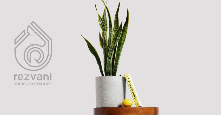 راهنمای نگهداری و پرورش گیاه سانسوریا – Sansevieria