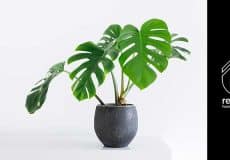 Monstera deliciosa
