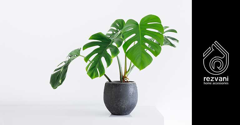 Monstera deliciosa