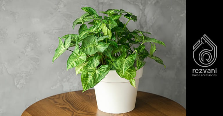 راهنمای نگهداری و پرورش گیاه سینگونیوم – butterfly Syngonium