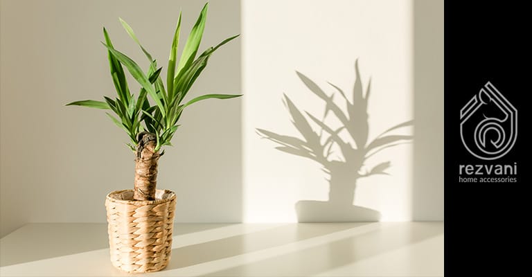 راهنمای نگهداری و پرورش گیاه یوکا – Yucca gigantea