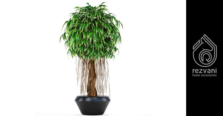 راهنمای نگهداری و پرورش گیاه آمستل – Ficus binnendijkii