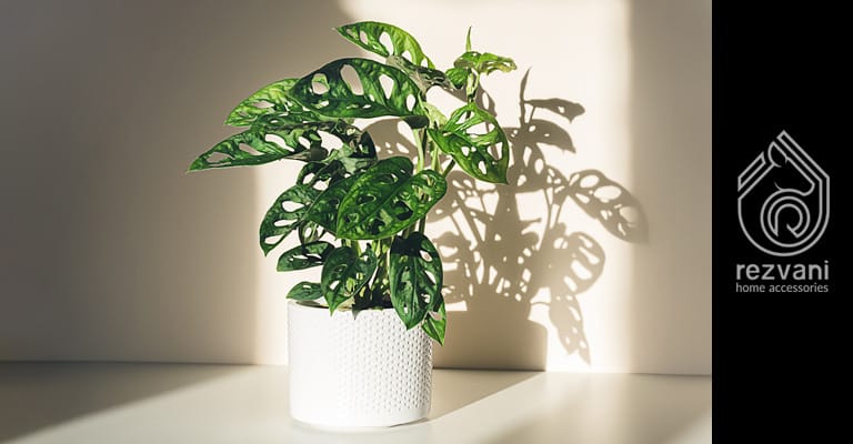 راهنمای نگهداری و پرورش گیاه پتوس حصیری – Monstera adansoni