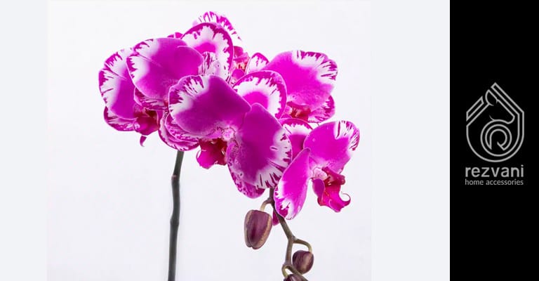 راهنمای نگهداری و پرورش گیاه ارکیده – CYMBIDIUM ORCHID
