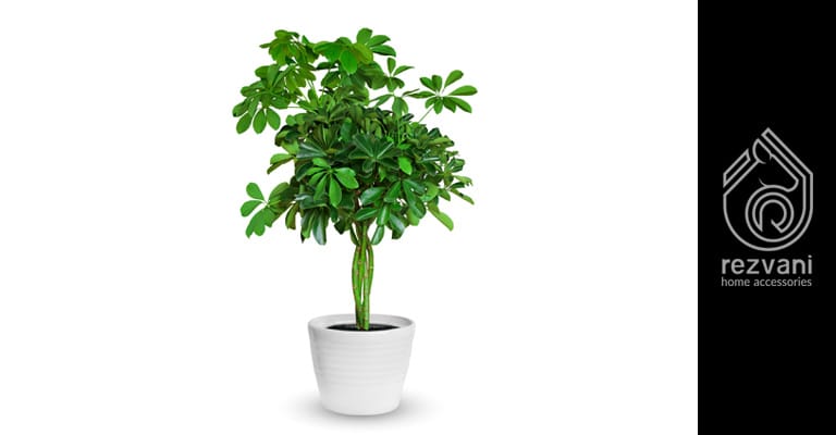 راهنمای نگهداری و پرورش گیاه شفلرا – Araliaceae