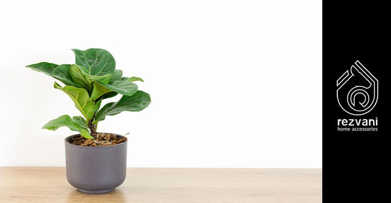گیاه فیکوس لیراتا