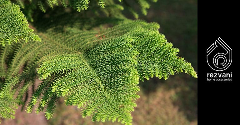 کاج مطبق
