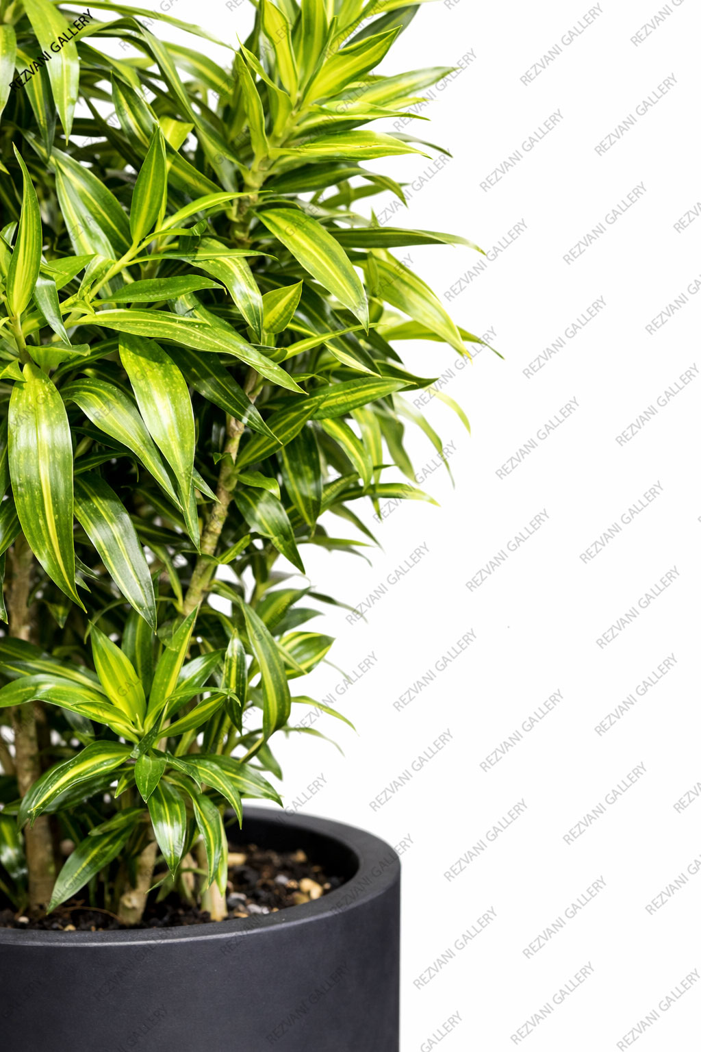 گیاه پیله موآ گلدان استوانه