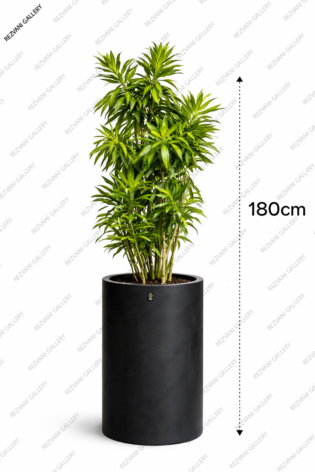 گیاه پیله موآ گلدان استوانه