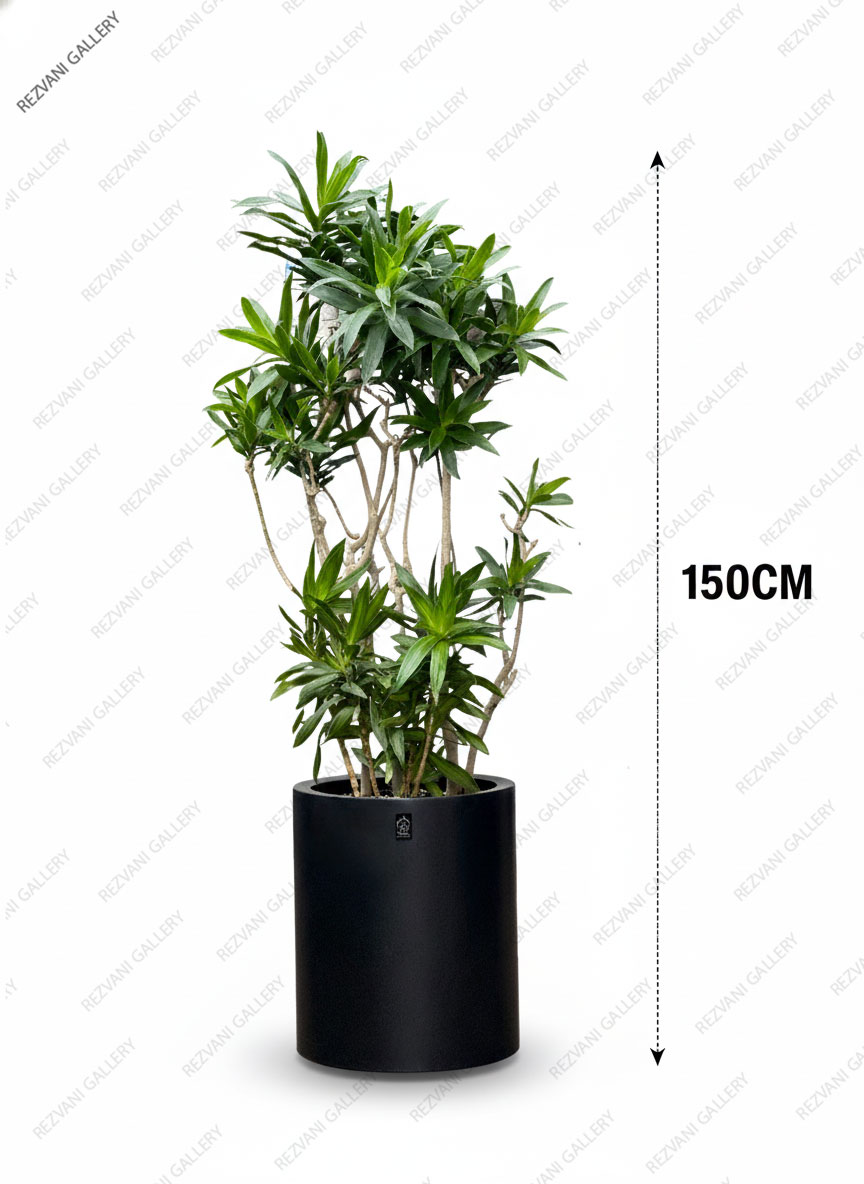 گیاه پیله موآ گلدان فلزی چرخدار