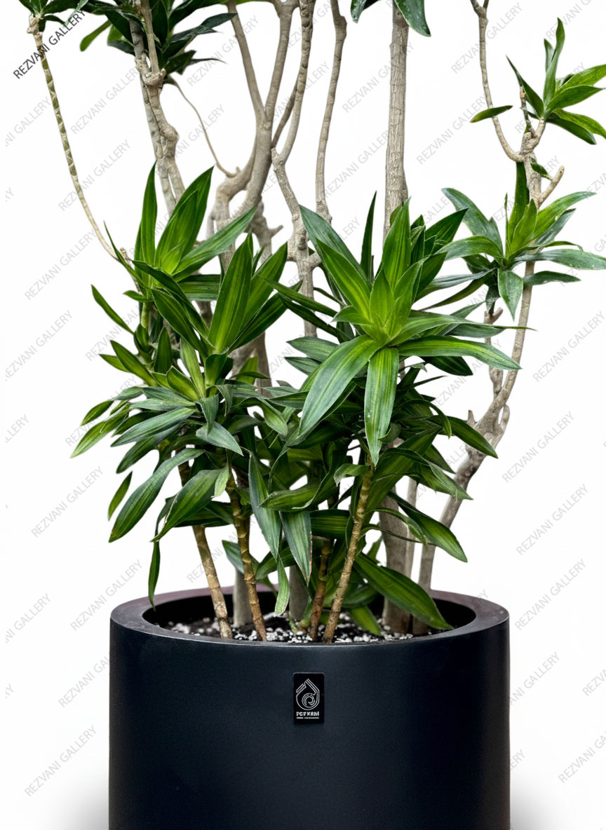 گیاه پیله موآ گلدان فلزی چرخدار