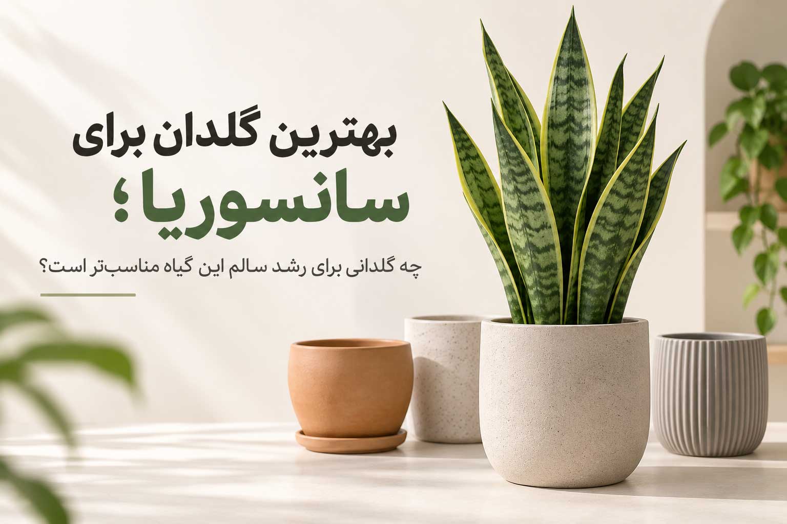 بهترین گلدان برای سانسوریا